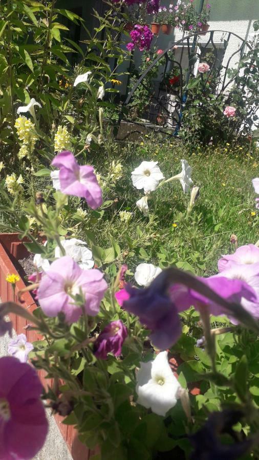 Pensjonat Casa Maria Retezat Nucsoara  Zewnętrze zdjęcie